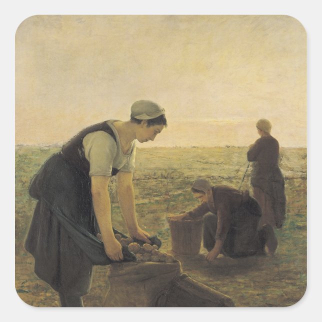 Sticker Carré La récolte de pommes de terre (Devant)