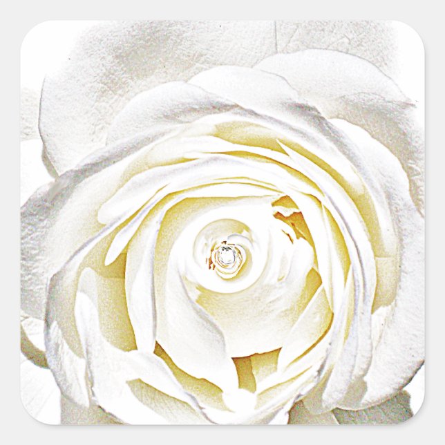 Sticker Carré La rose blanche de l'amour_ (Devant)
