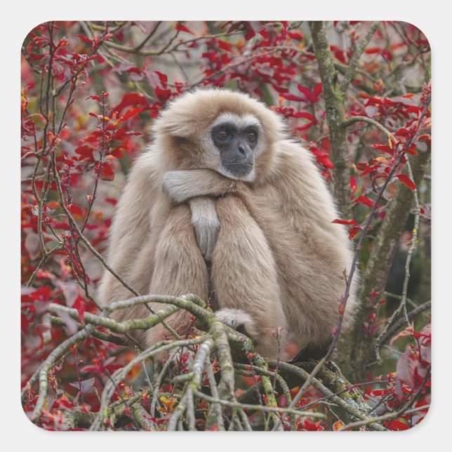 Sticker Carré La solitude de Gibbon (Devant)