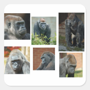 Sticker Carré La troupe de Gorilla
