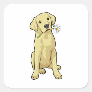 Sticker Carré Labrador Daisy