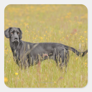 Sticker Carré Labrador noir 16 mois 2