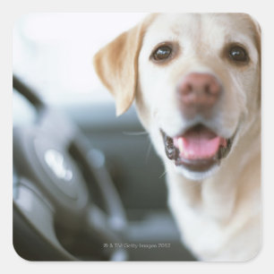 Sticker Carré Labrador Retriever