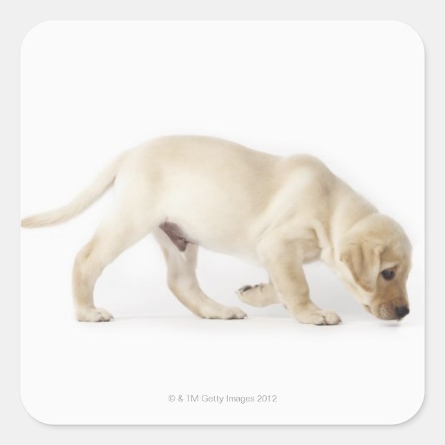 Sticker Carré Labrador Retriever Puppy Walking (Devant)