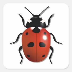 Sticker Carré Ladybird