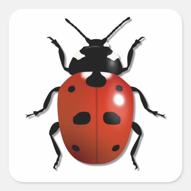 Sticker Carré Ladybird (Devant)