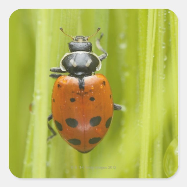 Sticker Carré Ladybird sur l'herbe, gros plan (Devant)