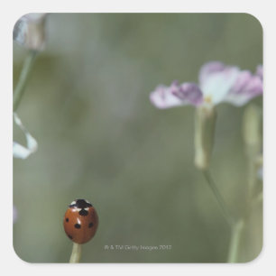 Sticker Carré Ladybug sur Stem