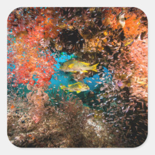 Sticker Carré Laja Ampat 6 sous-marins