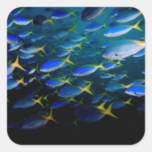 Sticker Carré Laja Ampat Sous-marin 5