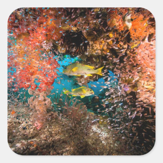 Sticker Carré Laja Ampat Sous-marin 6 (Devant)