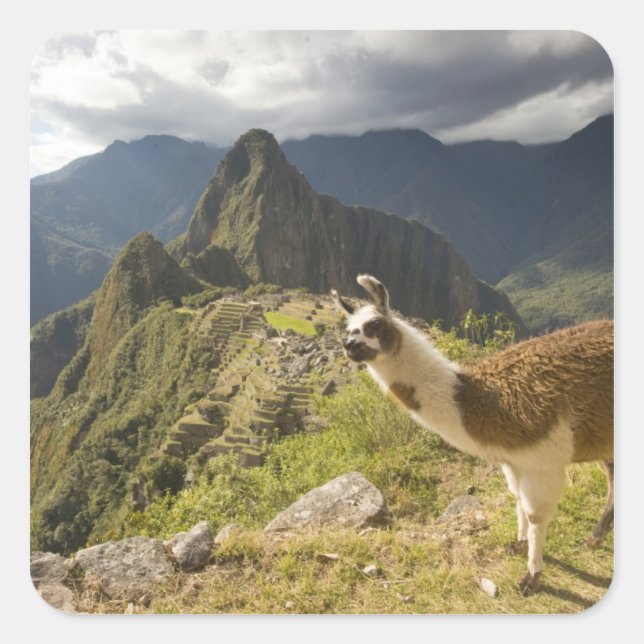 Sticker Carré Lamas et un regard sur Machu Picchu, (Devant)