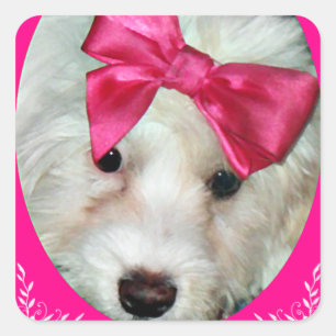 Sticker Carré L'amour du chiot_