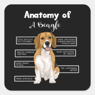 Sticker Carré L'Anatomie D'Un Beagle Amoureux Du Chien Amoureux 
