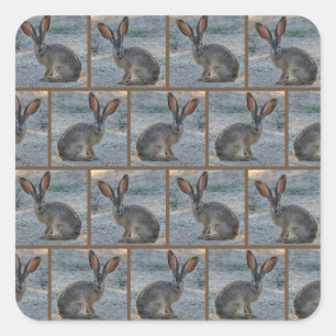 Sticker Carré Lapin à queue noire