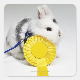 Sticker Carré Lapin blanc et noir en laisse bleue avec jaune