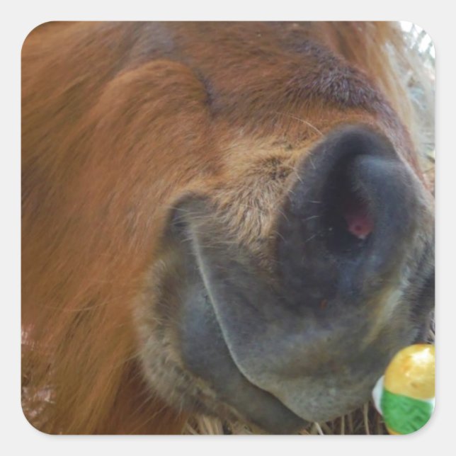 Sticker Carré Lapin de Pâques et cheval Brown (Devant)