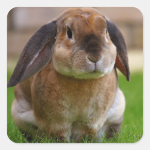 Sticker Carré Lapin Lapin Lapin Velveteen Lop