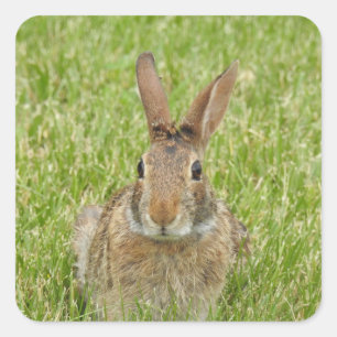 Sticker Carré Lapin mignon lapin