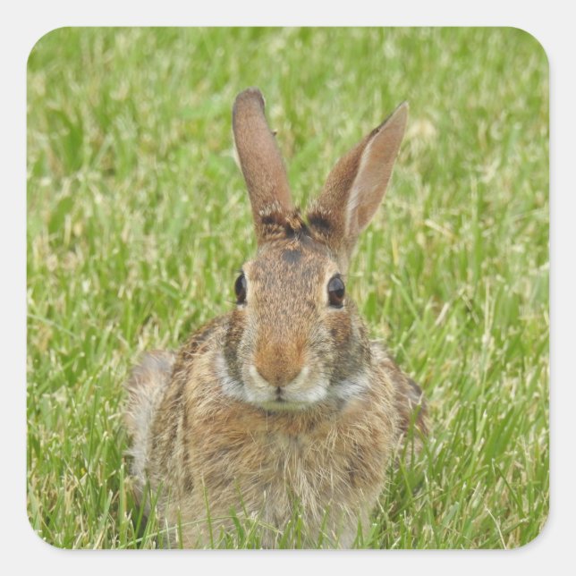 Sticker Carré Lapin mignon lapin (Devant)