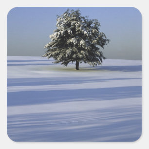 Sticker Carré L'arbre dans la neige a couvert le paysage