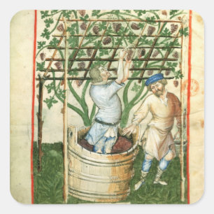 Sticker Carré Lat de Nouv Acq vendangeant et pressant