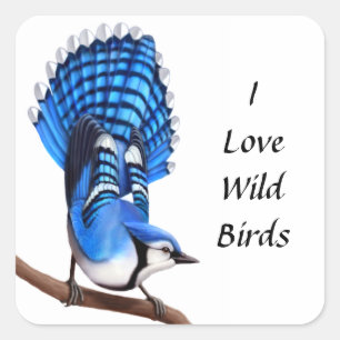 Sticker Carré L'autocollant sauvage d'oiseau de geai bleu