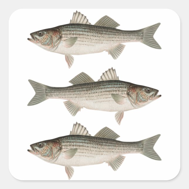 Sticker Carré L'aventure de la pêche à la basse rayée (Devant)
