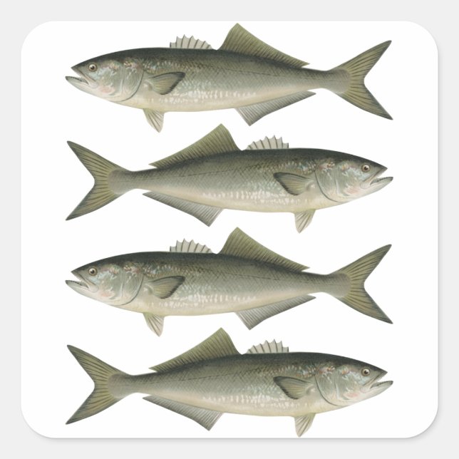Sticker Carré L'aventure de la pêche au thon rouge (Devant)