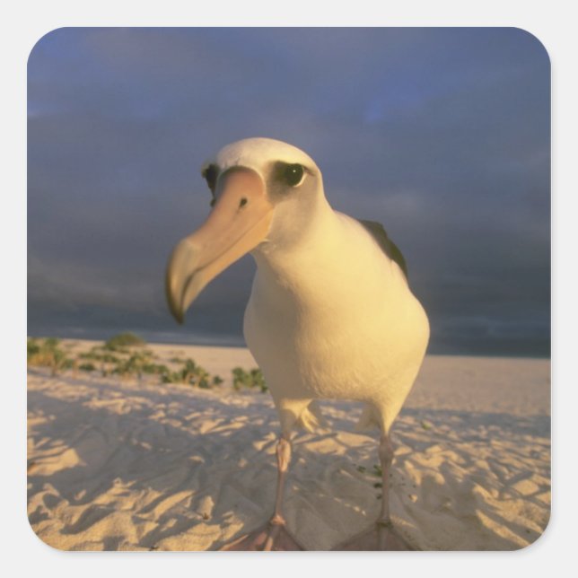 Sticker Carré Laysan Albatross, Diomedea immutabilis), (Devant)