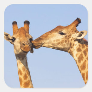 Sticker Carré Le baiser