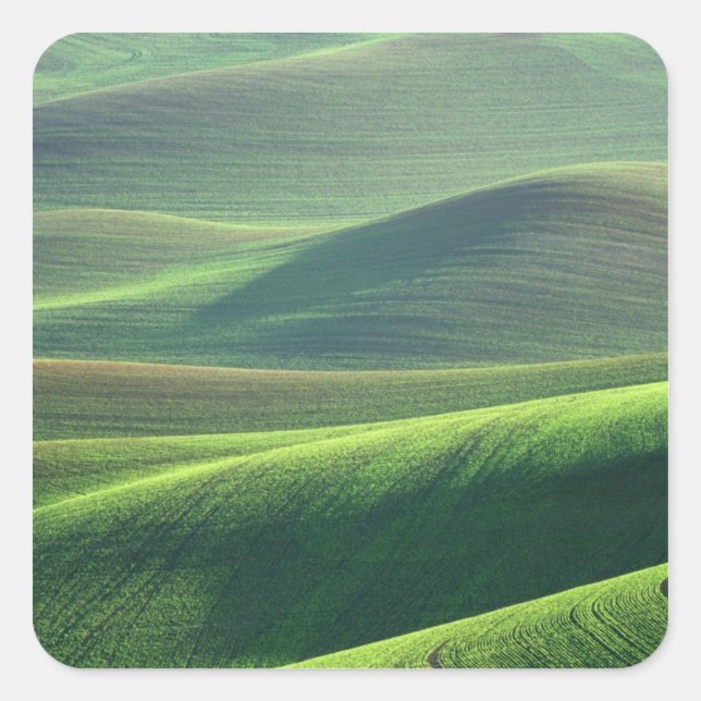 Sticker Carré Le blé jaillit dans les collines de Palouse (Devant)