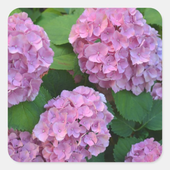 Sticker Carré Le buisson d'hortensia rose (Devant)