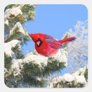 Sticker Carré Le cardinal rouge doux dans la neige a couvert