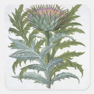 Sticker Carré Le Cardoon, du "Hortus Eystettensis" de Bas