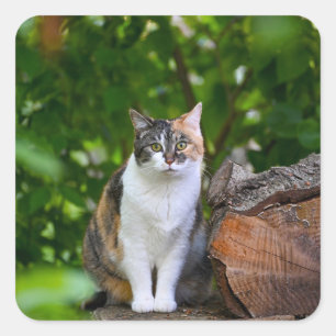 Sticker Carré Le Chat