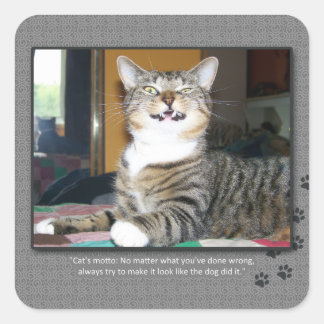 Sticker Carré Le chat blâme le chien