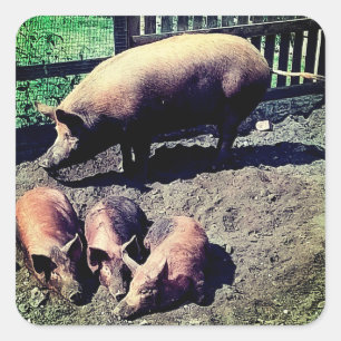 Sticker Carré Le cochon et ses trois bébés
