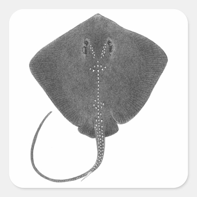 STICKER CARRÉ LE GRAND SUD (Devant)