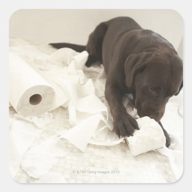 Sticker Carré Le labrador brun chocolat. (Devant)