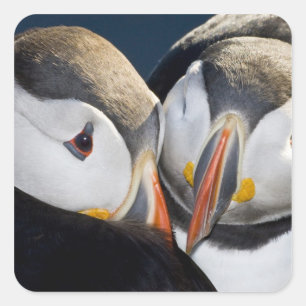 Sticker Carré Le Macareux atlantique, un oiseau de mer pélagique