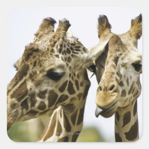 Sticker Carré Le nom de girafe est dérivé du mot arabe