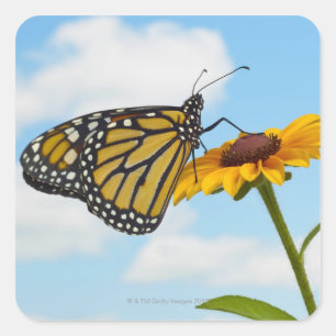 Sticker Carré Le papillon Monarque sur une Susan aux yeux noirs