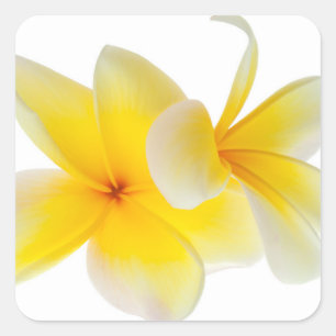Sticker Carré Le Plumeria fleurit le Frangipani jaune blanc