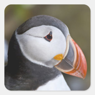 Sticker Carré Le Puffin Atlantique, un oiseau marin pélagique