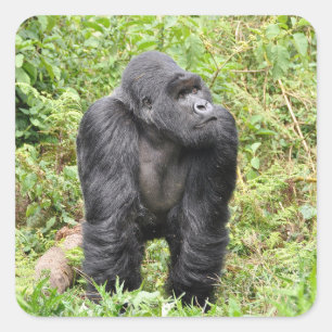 Sticker Carré Le Safari de Gorilla au Rwanda