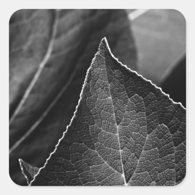 Sticker Carré leaves (Devant)
