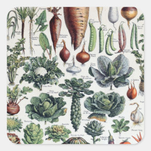 Sticker Carré Legumes et Plantes Potageres vintages
