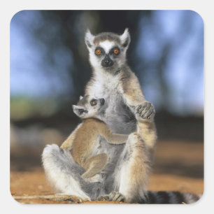 Sticker Carré Lémur à queue annelée, (Lemur catta), Mère et