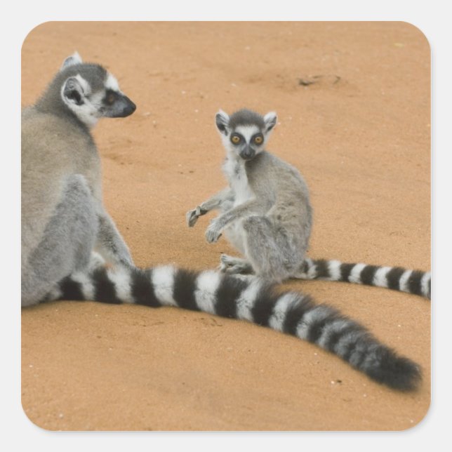 Sticker Carré Lémurs à queue annelée, (Lemur catta), Berenty (Devant)